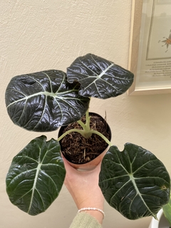 Alocasia black