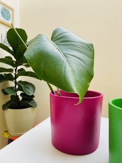 Monstera deliciosa - Sakura casa de plantas