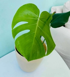 Monstera deliciosa en internet