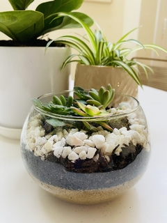 Terrario pecera de vidrio 12 cm