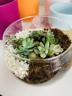 Terrario pecera de vidrio 12 cm - comprar online