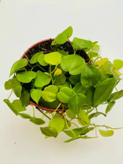 Potus lemon colgante - Sakura casa de plantas