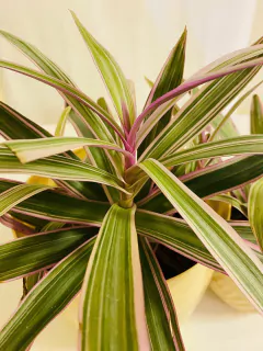 Tradescantia - tienda online