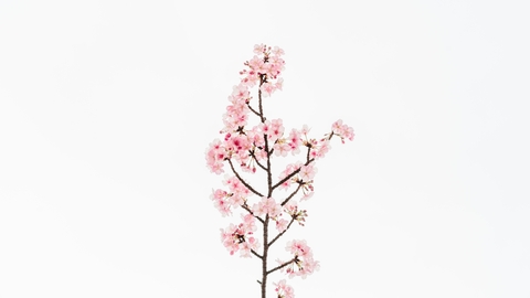 Carrusel Sakura casa de plantas