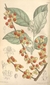 celastrus paliculatos - comprar online