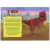 Livro quebra-cabeça- Dinossauro na internet