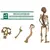 Esqueleto Humano Quebra-Cabeça 3D - comprar online