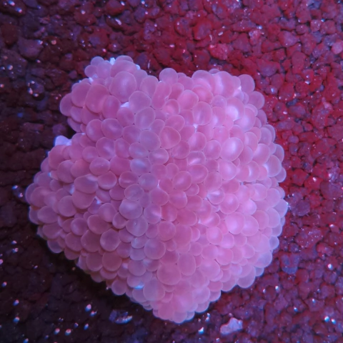 Bubble Pearl (Plerogyra lichtensteini)