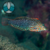 WRASSE LEOPARD ORNATE (Macropharyngodon ornatus) - comprar online