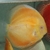 Albino Pearl Diamond - Na Discus - comprar online