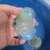 Blue Diamond 9-10cm - Disco Importado - comprar online