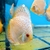 Albino White Butterfly Na Discus - comprar online