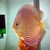 Altum Carnation Na Discus - comprar online