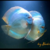 Scorpion Snake Na Discus - Atlas DIscus - Peces Disco Colombia
