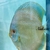 Dragon Snake Skin Na Discus - comprar online