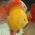 Golden Diamond Na Discus - comprar online