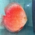Snow Panthera Na Discus - comprar online