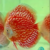 White Pigeon Checkerboard Na Discus en internet