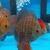 Starlight Galaxy Na Discus en internet
