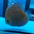 Starlight Galaxy Na Discus - comprar online