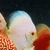 Super White Butterfly Na Discus - comprar online
