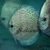 Giant Flora Na Discus 9-10cm - Disco Importado
