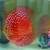 Meteor Pigeon Check Na Discus 13-14cm