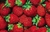Frutilla por kilo - comprar online