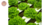 Lechuga Hidroponica por unidad