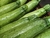 Zapallito Italiano por kilo - comprar online