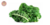 Kale por atado