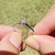 Solitario Verona 4mm Diamante - comprar online