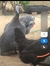 Galinha d'angola Gigante (Francesa)