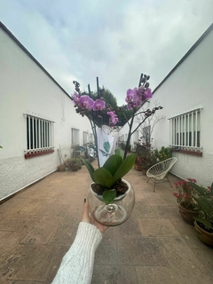 Condolencias Orquidea Personalizado - Hanakotoba