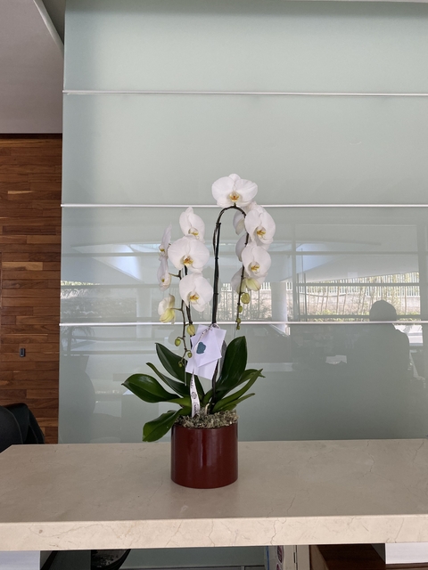 Condolencias Orquidea Personalizado - comprar en línea