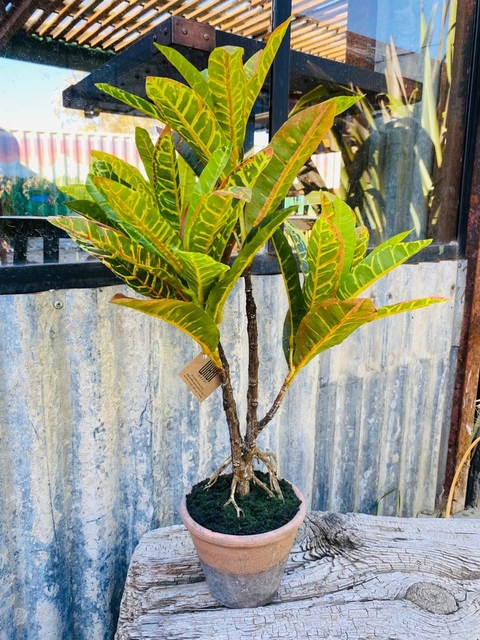CROTON