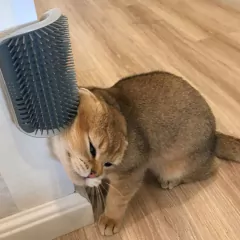 Gatos escova de canto gato massagem auto pente escova gato esfrega o rosto - comprar online