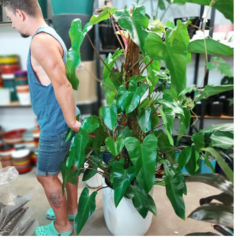 PHILODENDRON XXL
