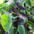 PLANTAS