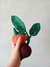 VEGETAIS EM FELTRO na internet