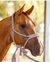 CABRESTO C/CABO TRANÇADO DE PARACORD BOOTS HORSE - CAVALLUSRN