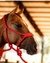 CABRESTO C/CABO TRANÇADO DE PARACORD BOOTS HORSE - comprar online