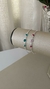 PULSEIRA ZIRCÔNIAS COLORIDAS - comprar online