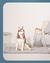 Caminha pra cachorro antiderrapante Hero Dog - loja online