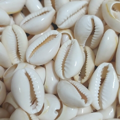 Búzios Médio Natural.