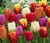 BULBOS DE TULIPANES en internet