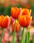 BULBOS DE TULIPANES