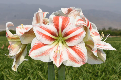 Bulbos Amarilis - tienda online
