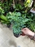 RUDA HEMBRA PLANTIN