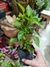 PIMIENTO/MORRON PLANTIN